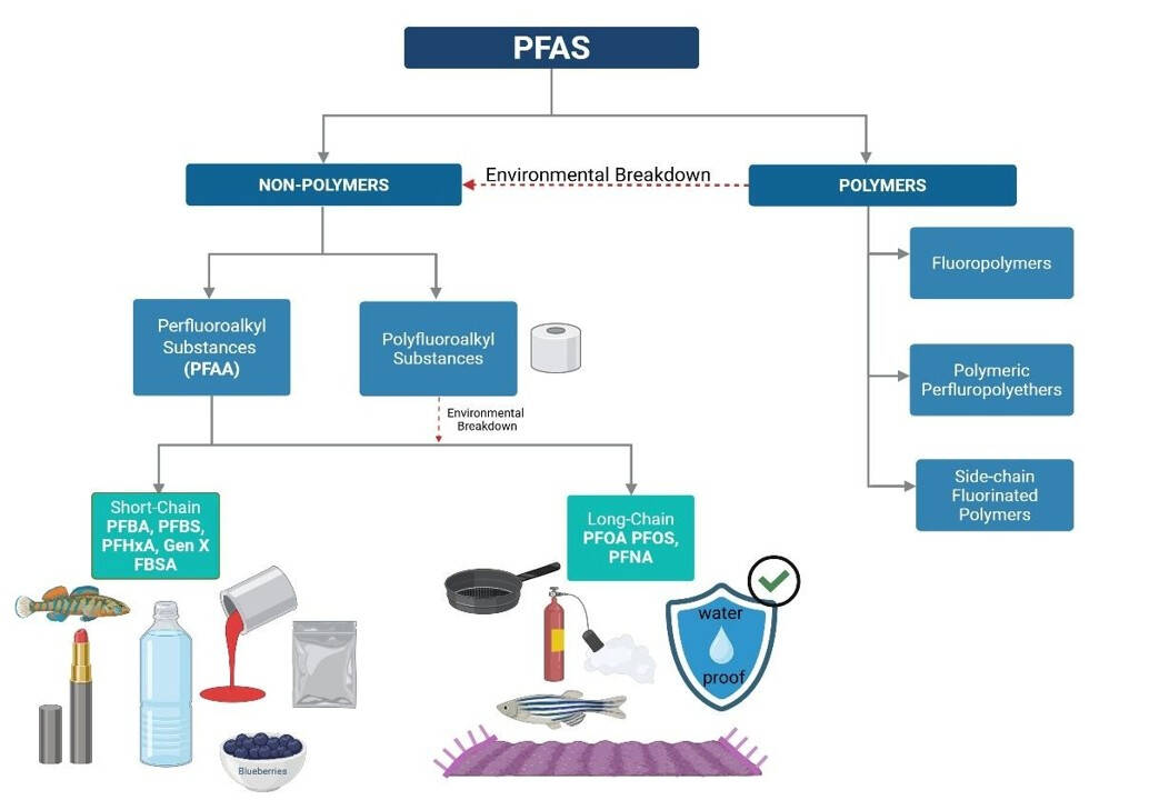 A flow chart showing how polymer PFAS compounds break down into non-polymers, including short-chain and long-chain per- and polyfluoroalkyl substances.